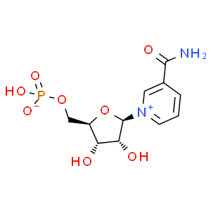 β-煙酰胺單核苷酸；NMN